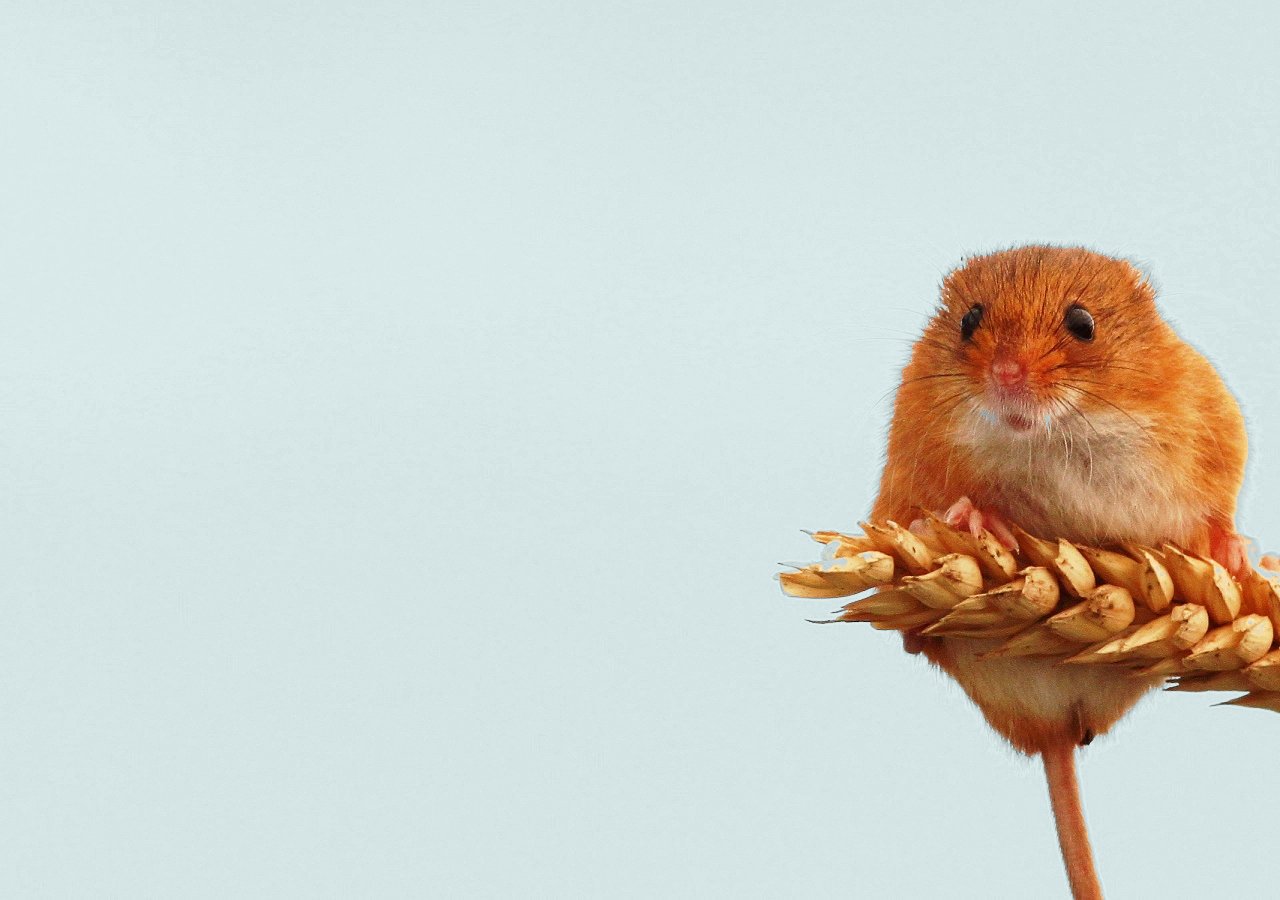 Devon Wildlife Consultants
